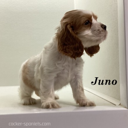 puppy, for, sale, Cocker Spaniel, Joe & Cherri  Overlease, dog, breeder, Miller, MO, dog-breeder, puppy-for-sale, forsale, nearby, find, puppyfind, locator, puppylocator, aca
